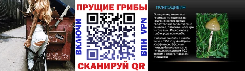 Галлюциногенные грибы Psilocybe Закаменск